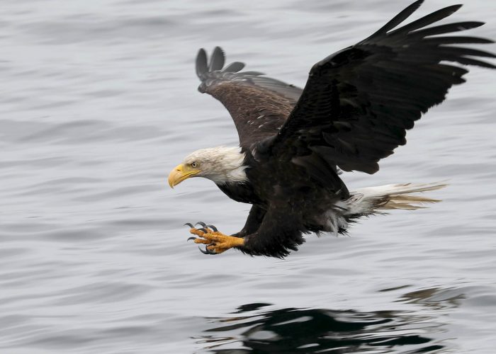 Bald Eagle during whale watching wildlife photography tour by FauneVoyage Tours in Petersburg, Alaska