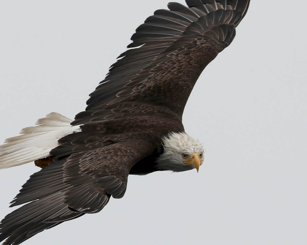 Bald Eagle during whale watching wildlife photography tour by FauneVoyage Tours in Petersburg, Alaska