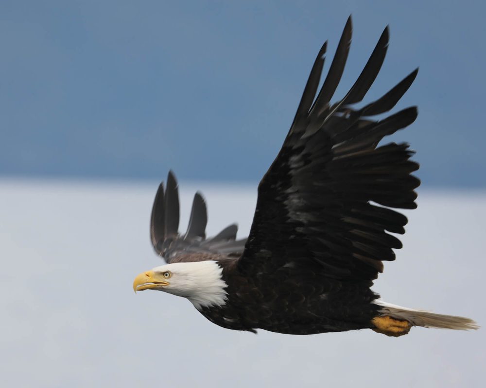 Bald Eagle during whale watching wildlife photography tour by FauneVoyage Tours in Petersburg, Alaska