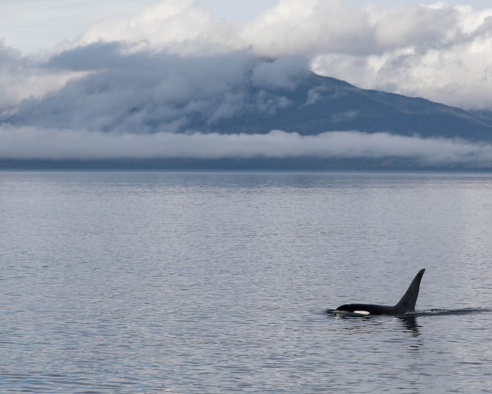 Orca Killer Whale during whale watching wildlife photography tour by FauneVoyage Tours in Petersburg, Alaska