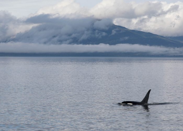 Orca Killer Whale during whale watching wildlife photography tour by FauneVoyage Tours in Petersburg, Alaska