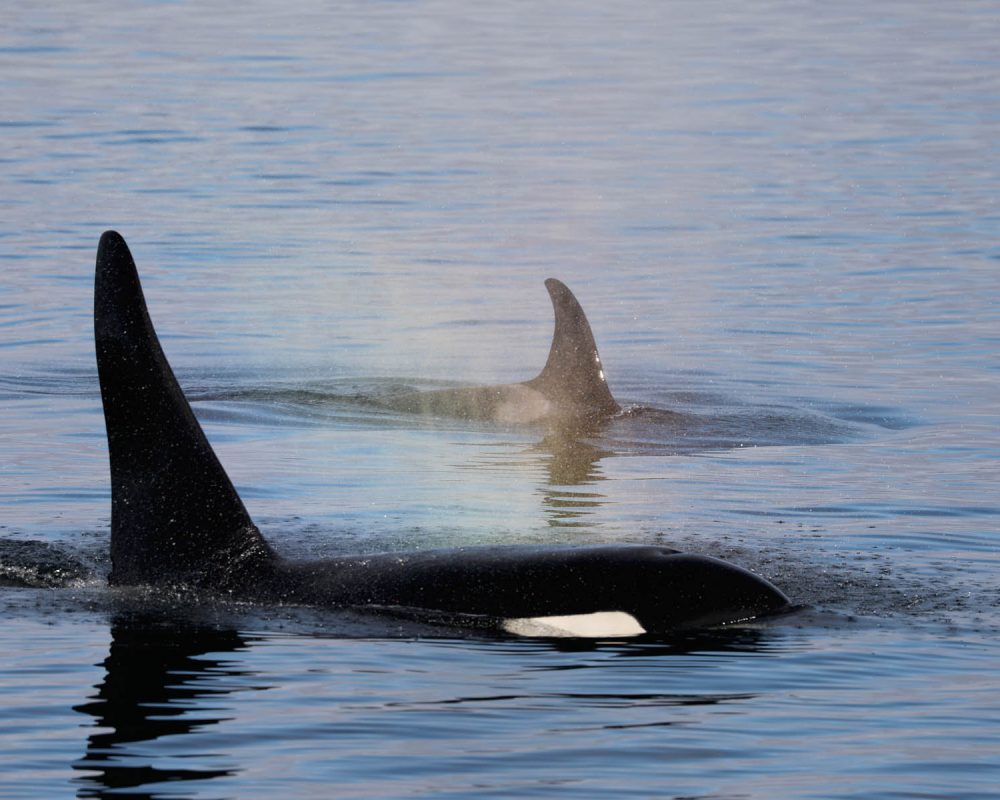 Orca Killer Whale during whale watching wildlife photography tour by FauneVoyage Tours in Petersburg, Alaska