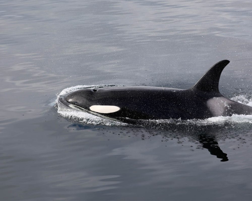 Orca Killer Whale during whale watching wildlife photography tour by FauneVoyage Tours in Petersburg, Alaska