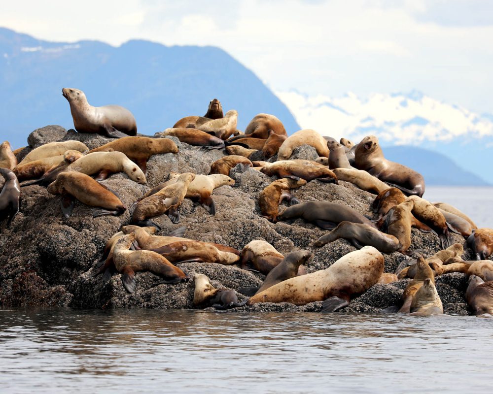 Sea Lions during whale watching wildlife photography tour by FauneVoyage Tours in Petersburg, Alaska