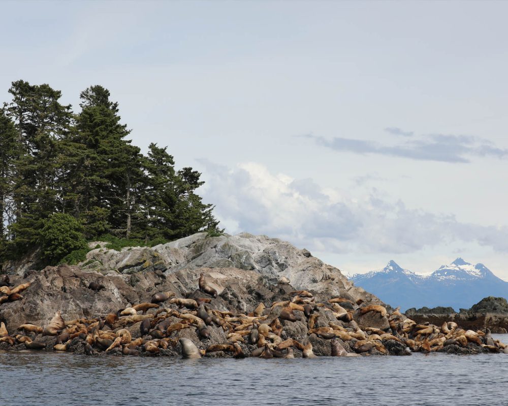 Sea Lions during whale watching wildlife photography tour by FauneVoyage Tours in Petersburg, Alaska