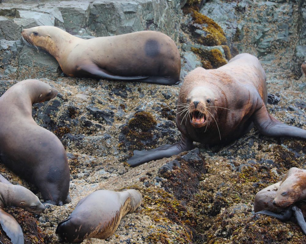 Sea Lions during whale watching wildlife photography tour by FauneVoyage Tours in Petersburg, Alaska