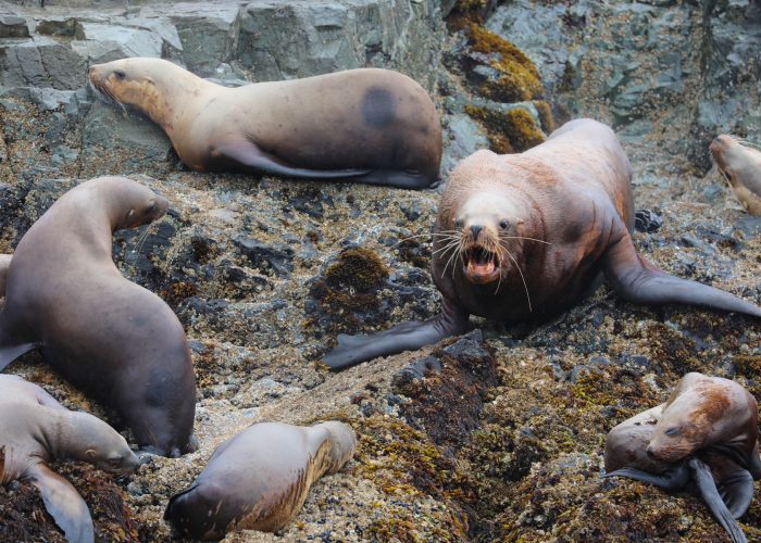 Sea Lions during whale watching wildlife photography tour by FauneVoyage Tours in Petersburg, Alaska