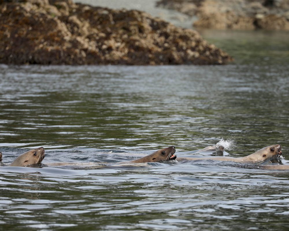 Sea Lions during whale watching wildlife photography tour by FauneVoyage Tours in Petersburg, Alaska