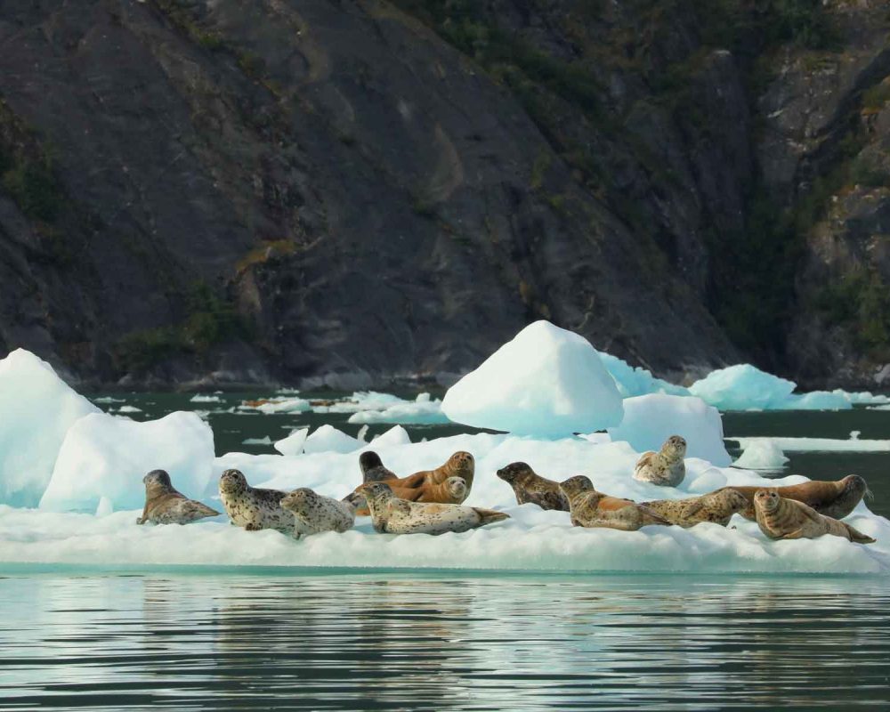 Harbor Seals in LeConte Bay during Glacier Tour with FauneVoyage Tours